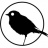 Blackbird_Live