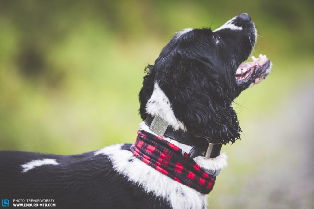 Ремонт и настройка: Как обслуживать трейловую собаку