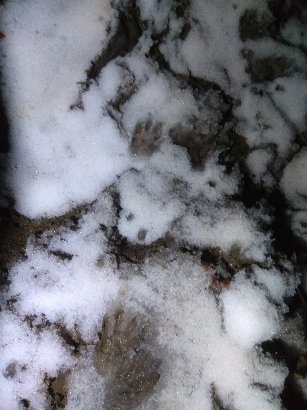 Блог им. ZoozR: Подъем на гору Семеновский шпиль. Из субтропиков в зиму за 2 часа. Сочи.